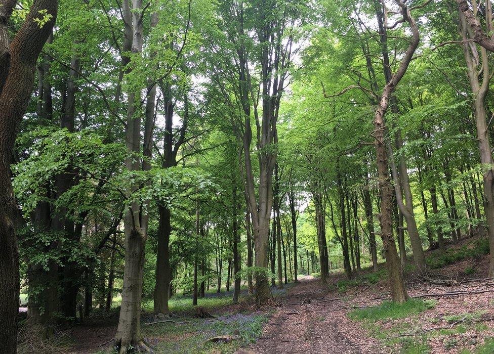 Woods in the Leeds village of Eccup