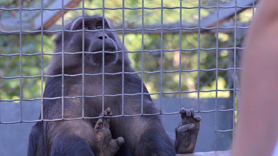 A Tonkean macaque takes part at a scientific experiment at the Primatology centre in Niederhausbergen, eastern France