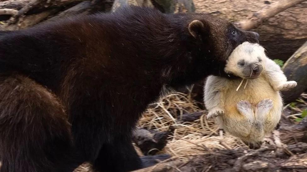 Wolverine kit and mother