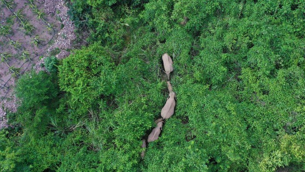 Aerial view of elephants.