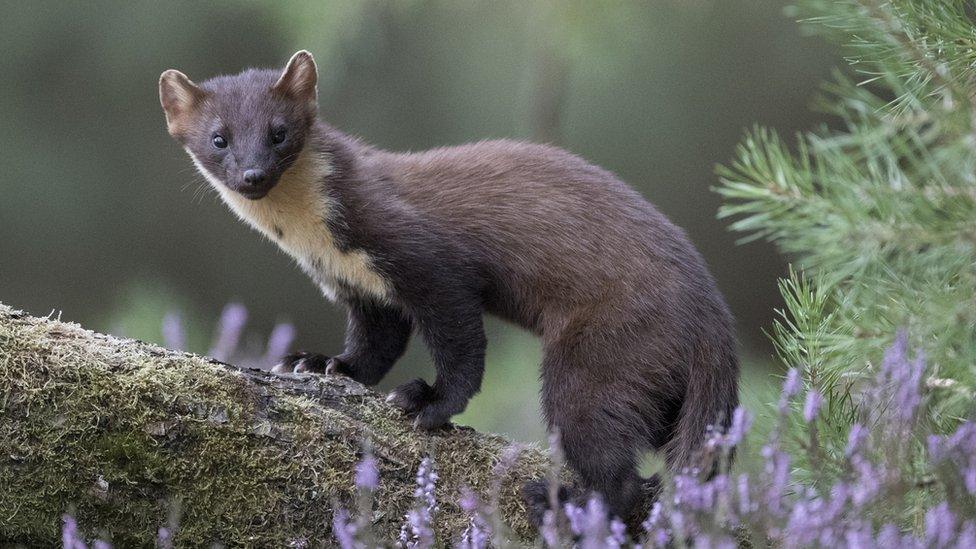 Pine marten