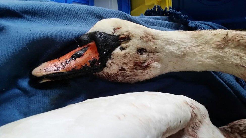 Injured swan