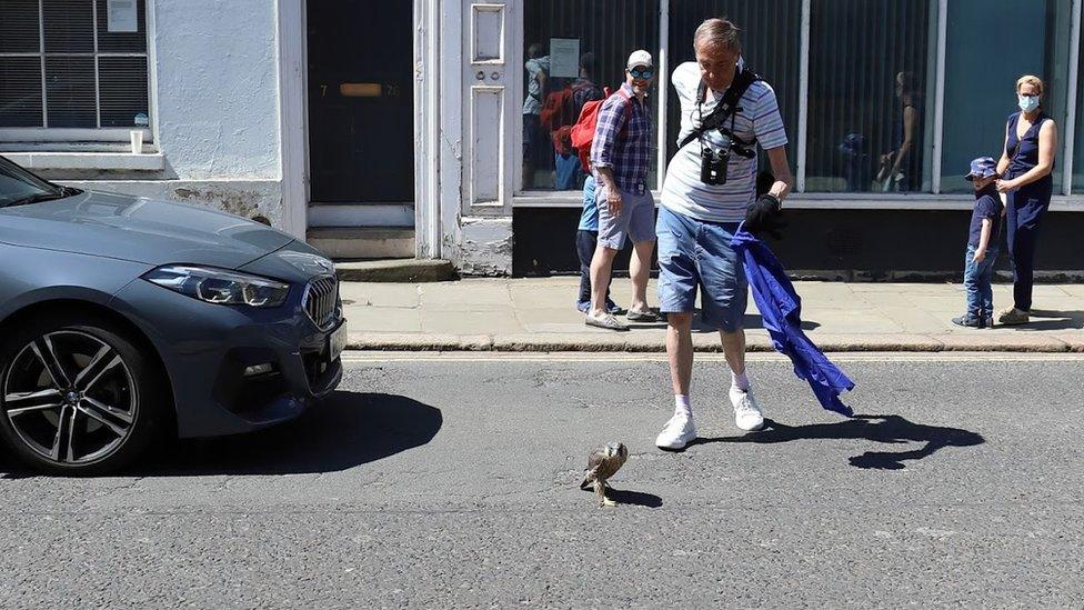 Peregrine in a road