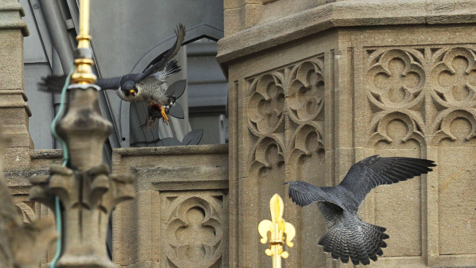 peregrine falcons outside house of Commons