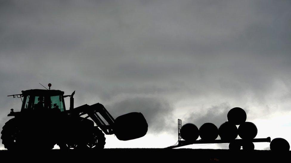 Tractor loading wrapped silage bales