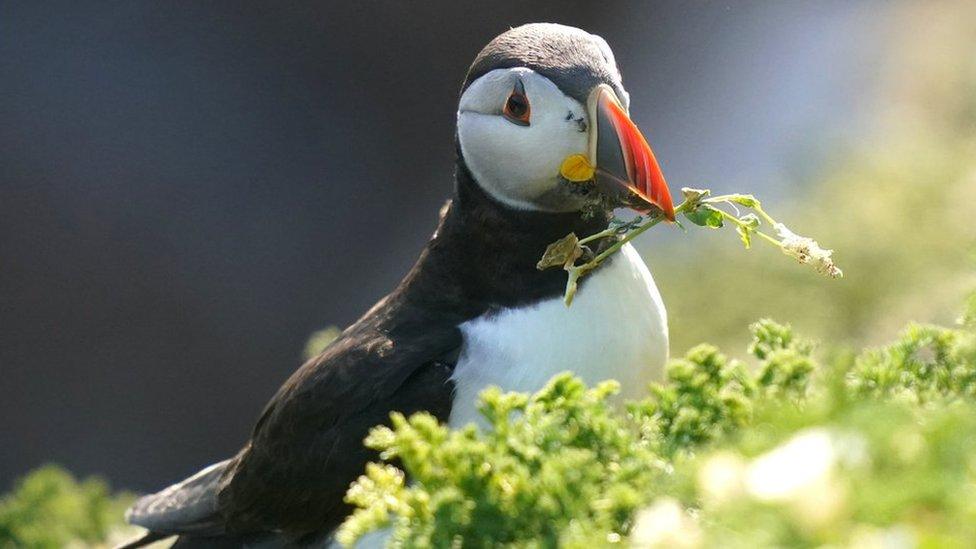 Puffin