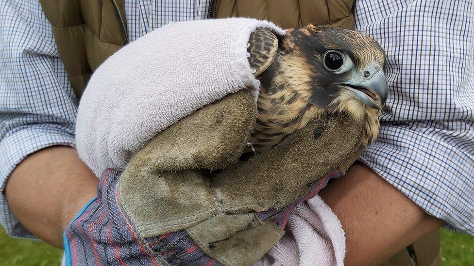 Peregrine chick