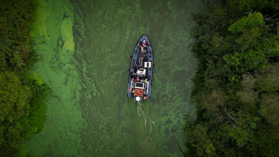 Blue-green algae at Lough Neagh