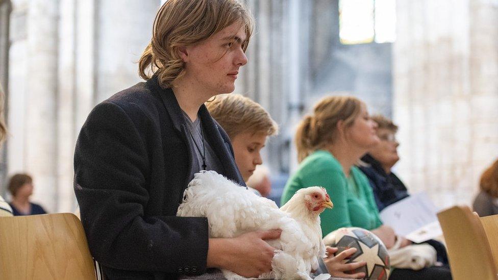 A chicken enjoying the animal service with its owners