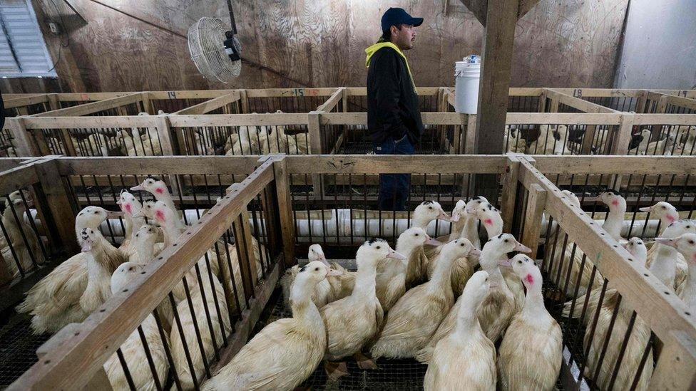 Ducks pictured at a farm in upstate New York