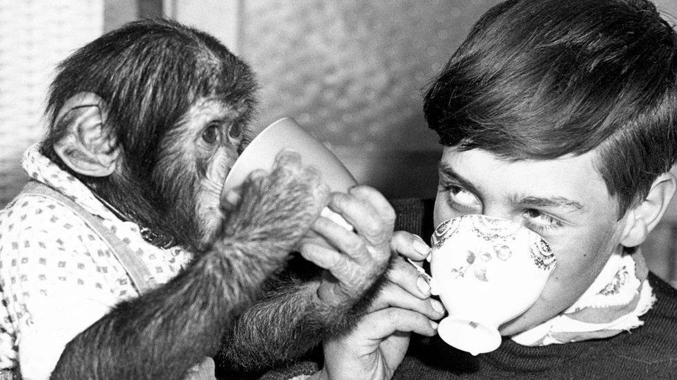 Boy and chimp drinking tea