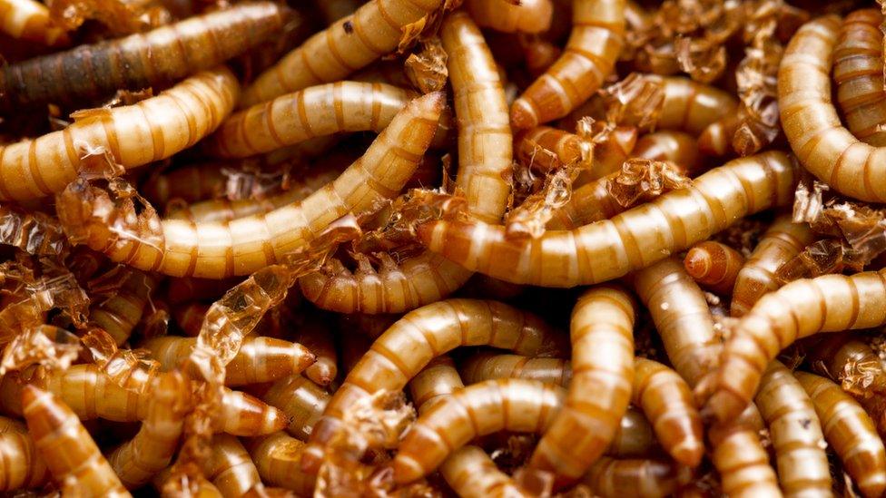 mealworms