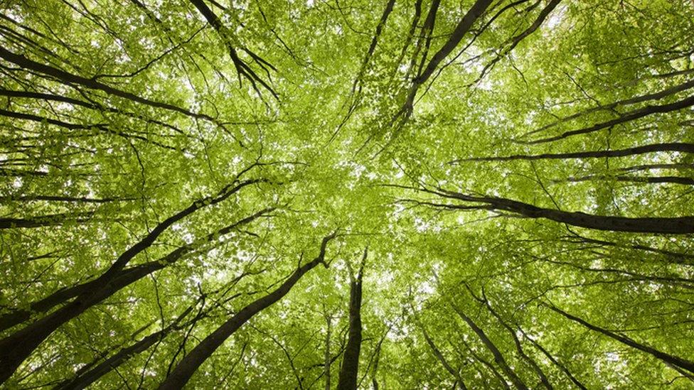 Trees, view from below