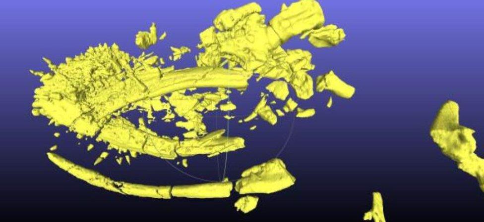 CT scan of plesiosaur skull