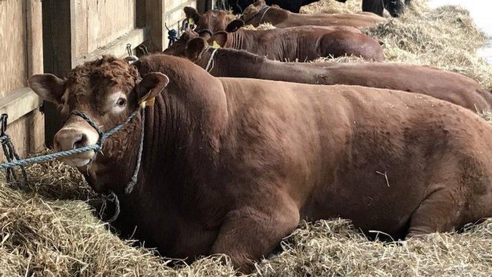 Cattle at Suffolk Show