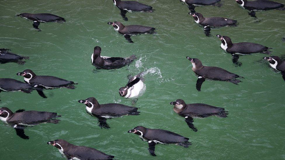 Humbolt penguins