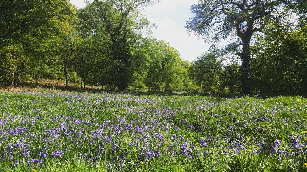 Lee Louie Carlton Williams snapped this sea of bluebells at Aberbargoed Grasslands Nature Reserve in Caerphilly county