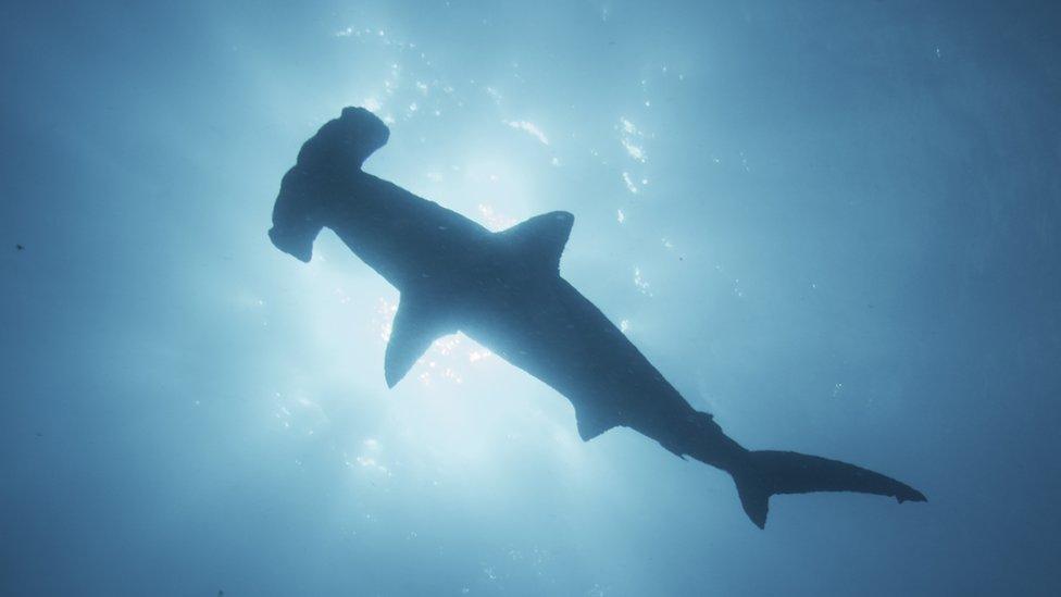A hammerhead shark