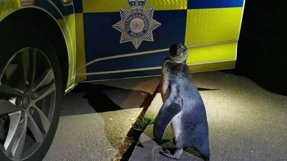 penguine and police