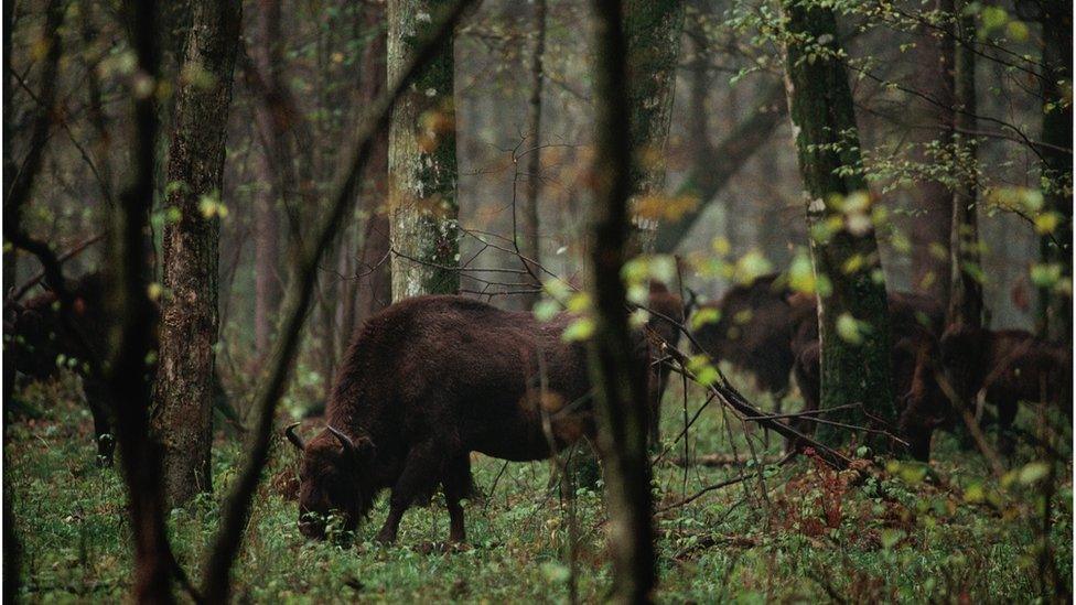 european-bison