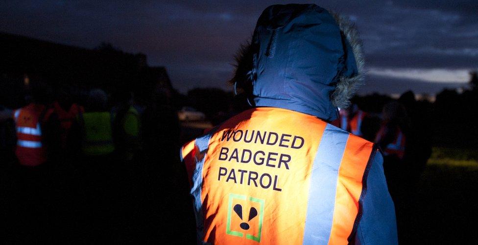 Badger cull protester