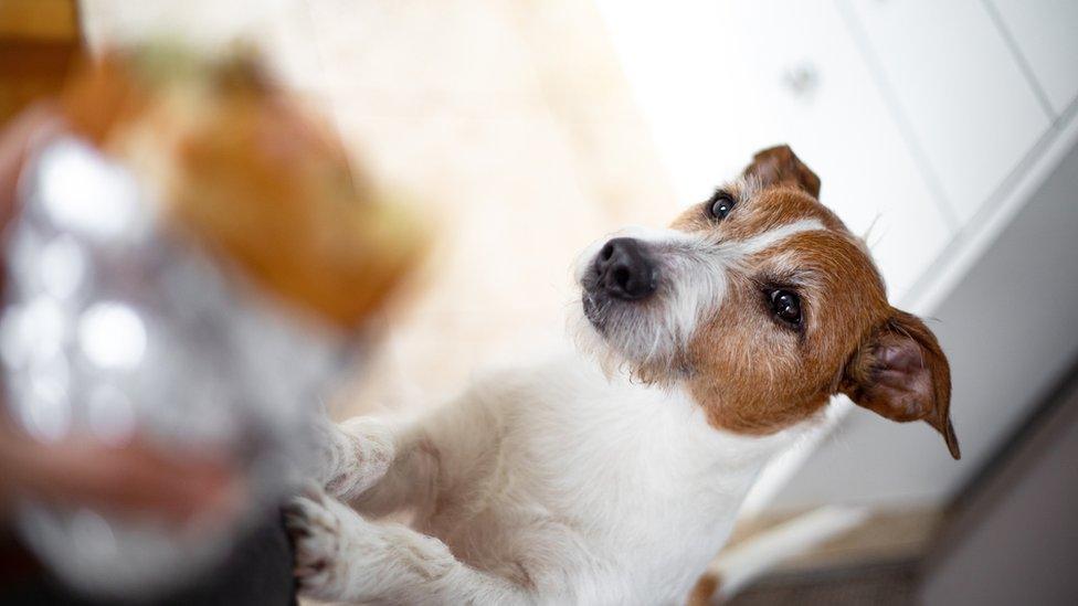 Dog food in cupboard