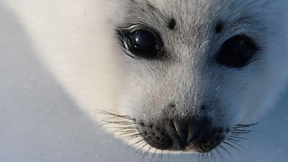 Harp seal pup