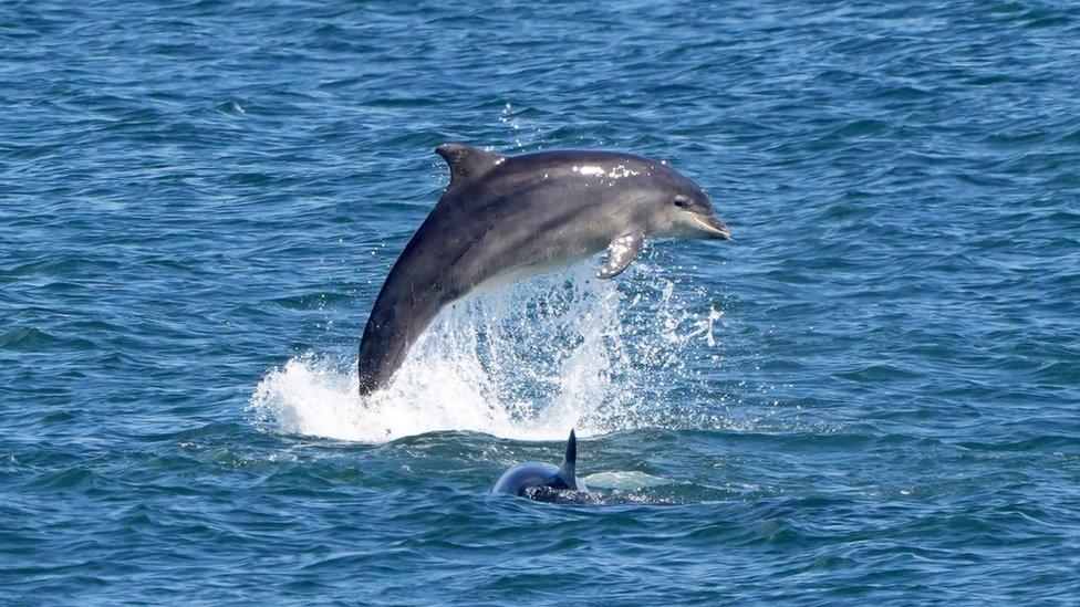 Dolphins feeding off the coast of Tynemouth on North Tyneside