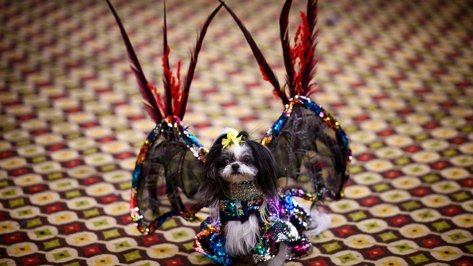 This dog is dressed up like a glamorous bat