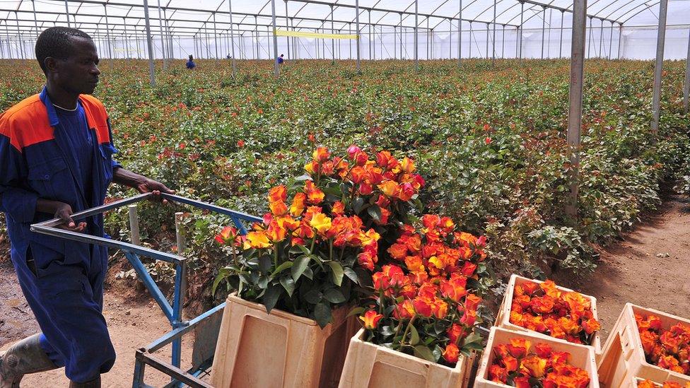 A man pushes boxes of flowers at a farm in Kenya