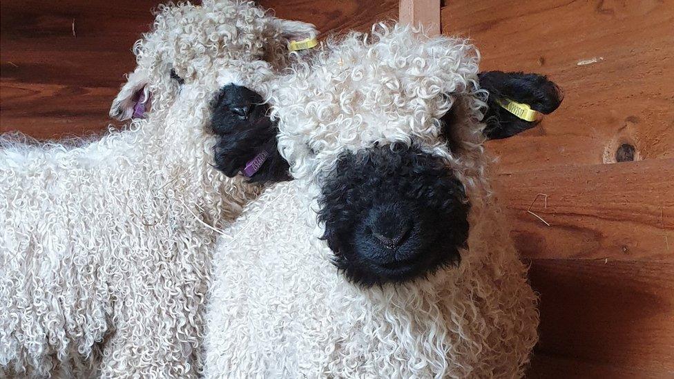 Lambs at Fair Oak Farm