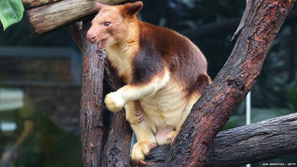 goodfellows tree kangaroo