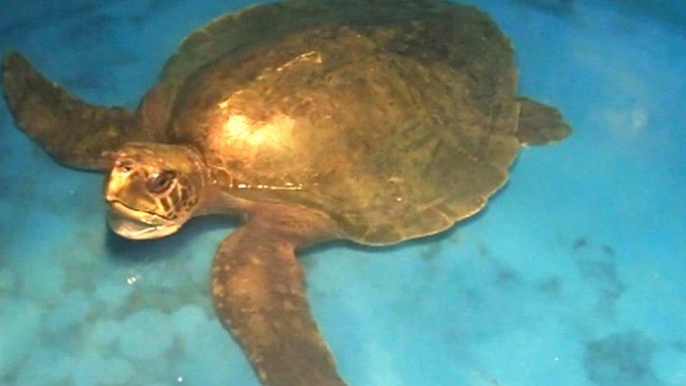 'Menai' the turtle at Anglesey Sea Zoo