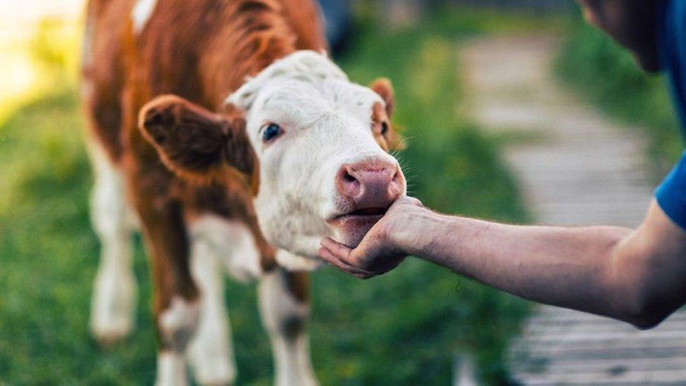 Cow being stroked