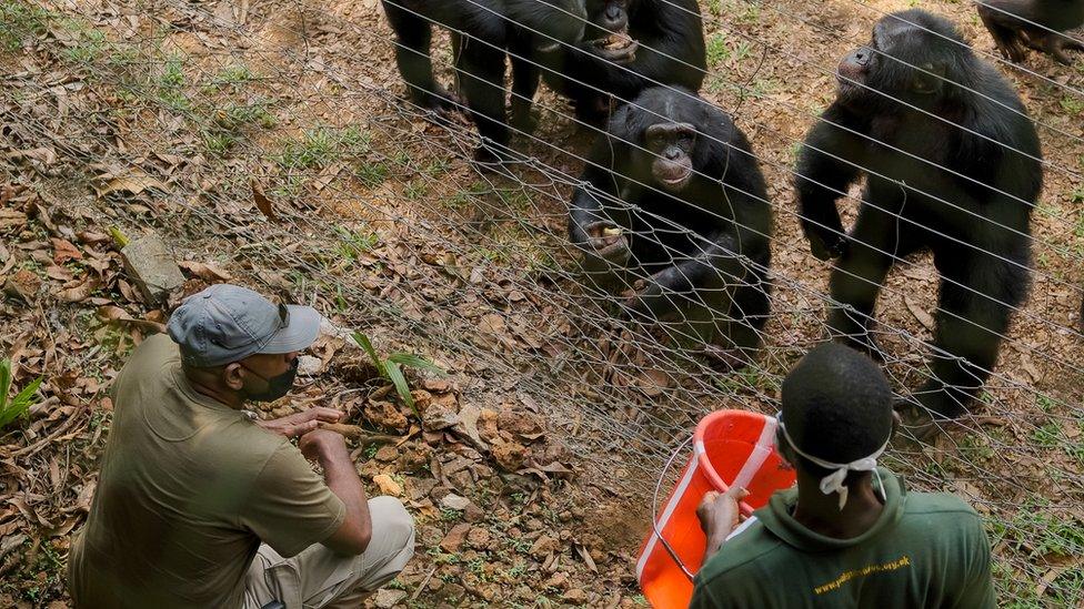 Bala and a care staff feed the chimps potatoes