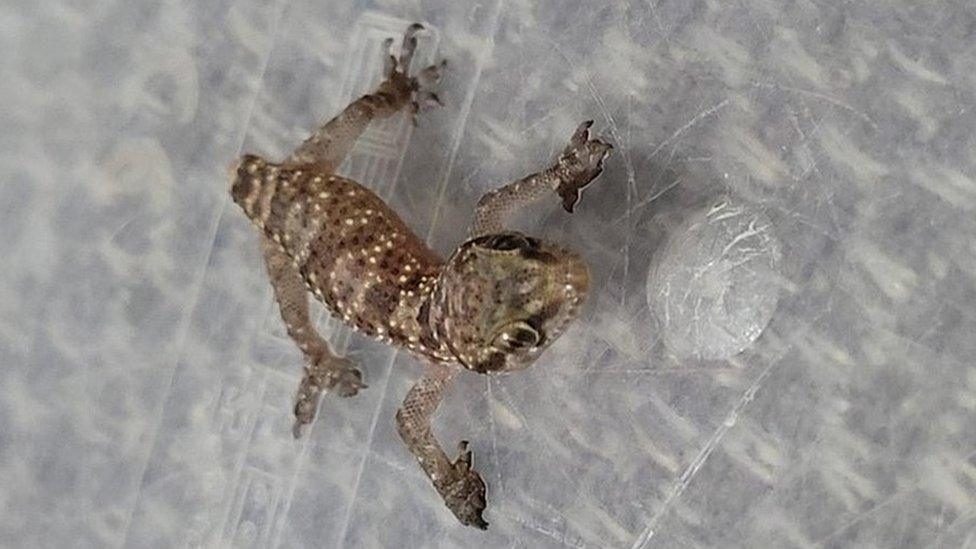 gecko