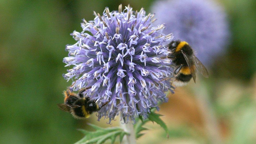 A bee on a thistle