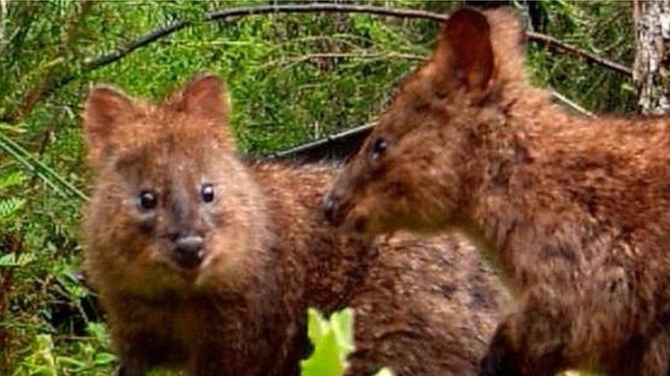 quokka