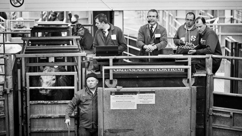 Cows being walked into the auction centre after their fields were flooded