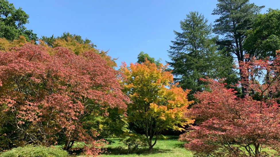 Colourful trees.