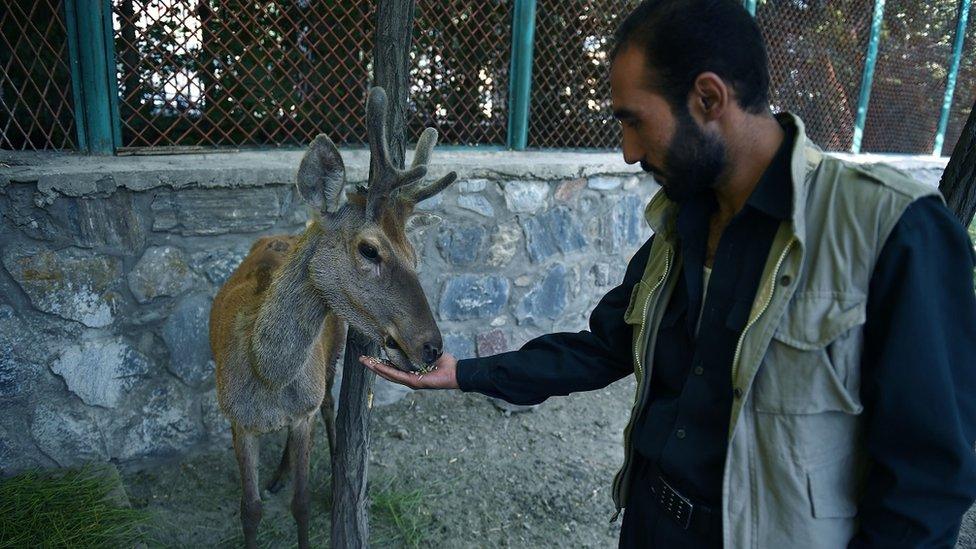 In this photograph taken on July 12, 2016, an Afghan zoo employee (R) feeds a deer in an enclosure at Kabul Zoo in Kabul.