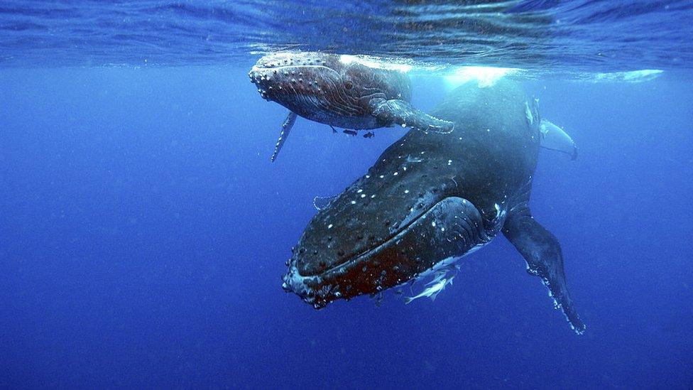 humpback-whales.