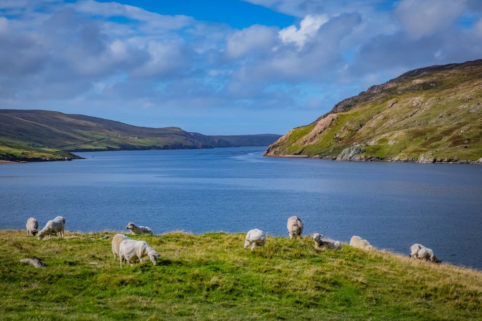 View of sheep on Shetland