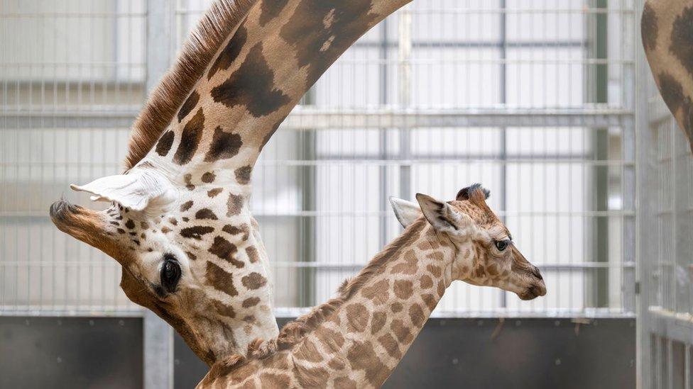 Baby giraffe with its mother