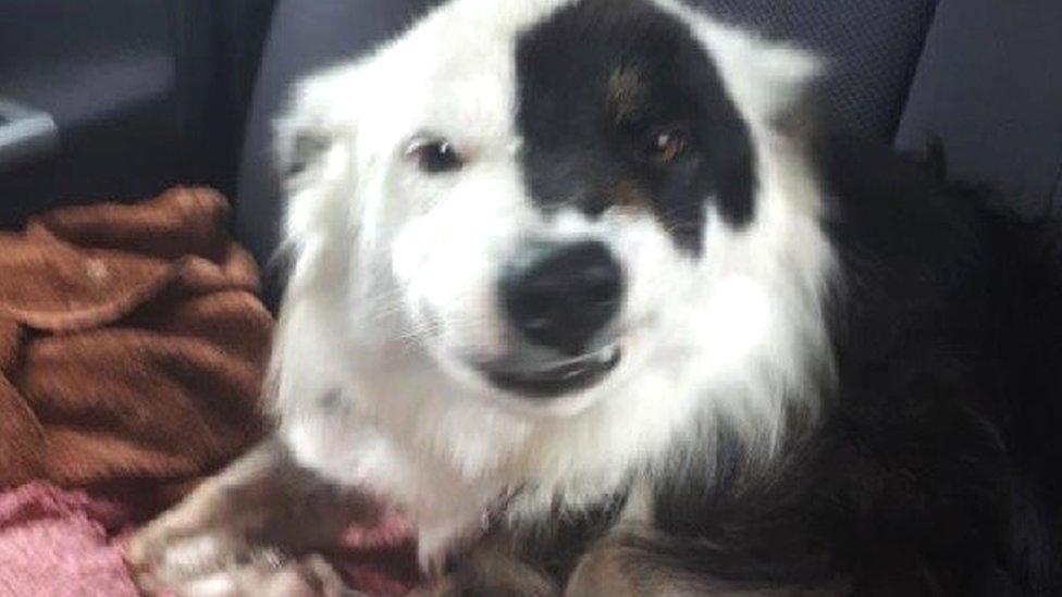 A picture of Spot, a border collie who went missing in 2018