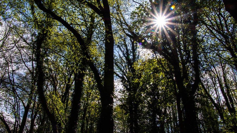 Trees with sunlight