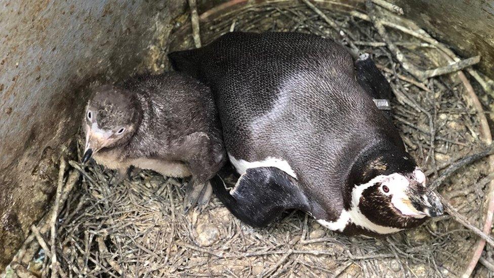 A Humboldt chick with its parent at the Curraghs Wildlife Park on the Isle of Man