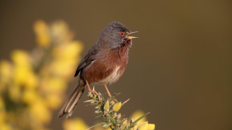 Dartford warbler