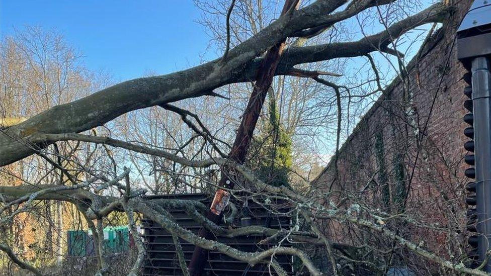 A tree held up by a telegraph pole