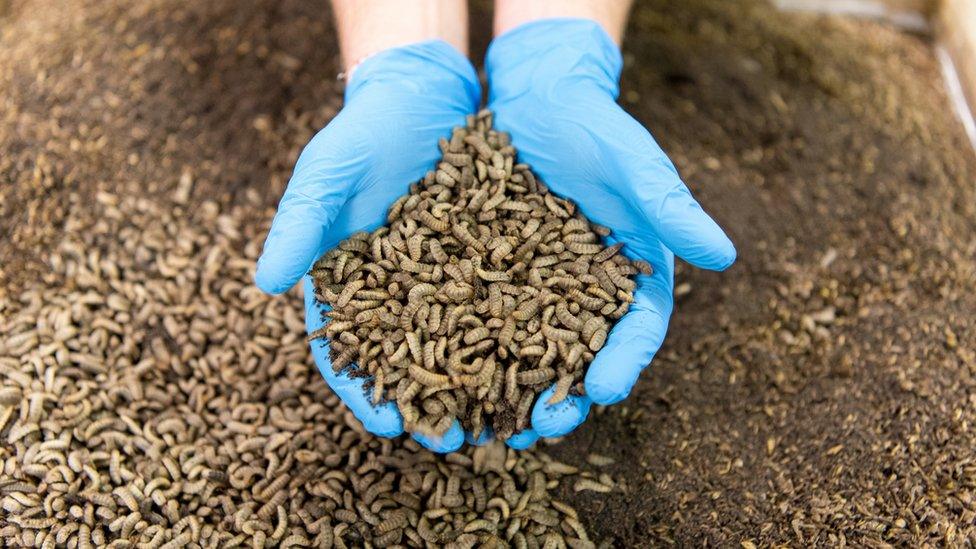 Black soldier fly larvae